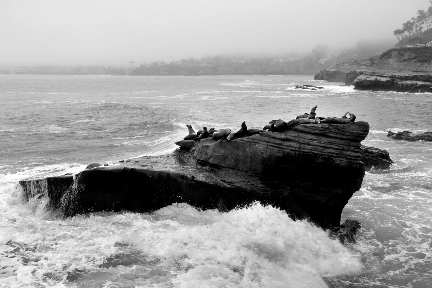 La Jolla 03