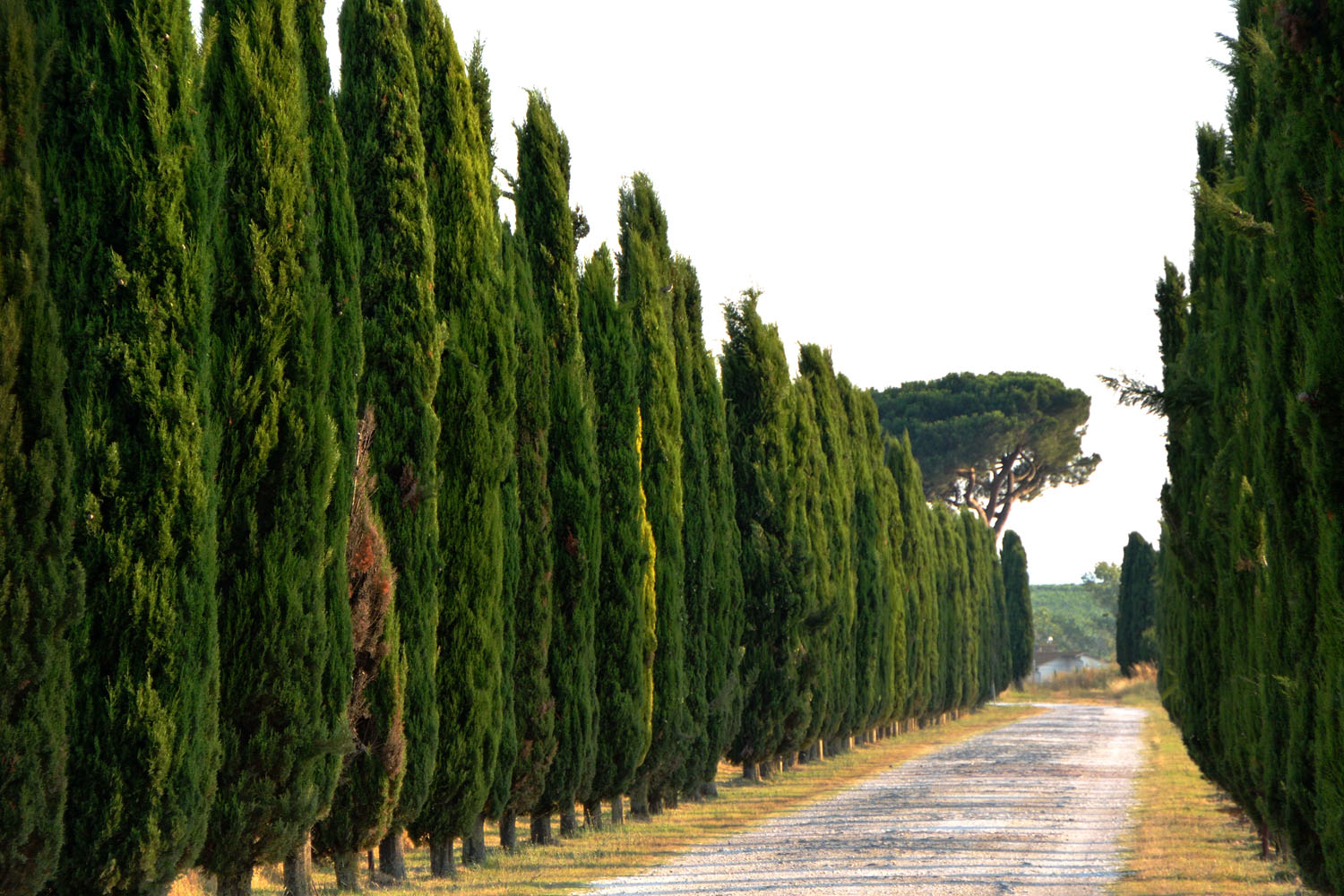 Tuscany Winter 21