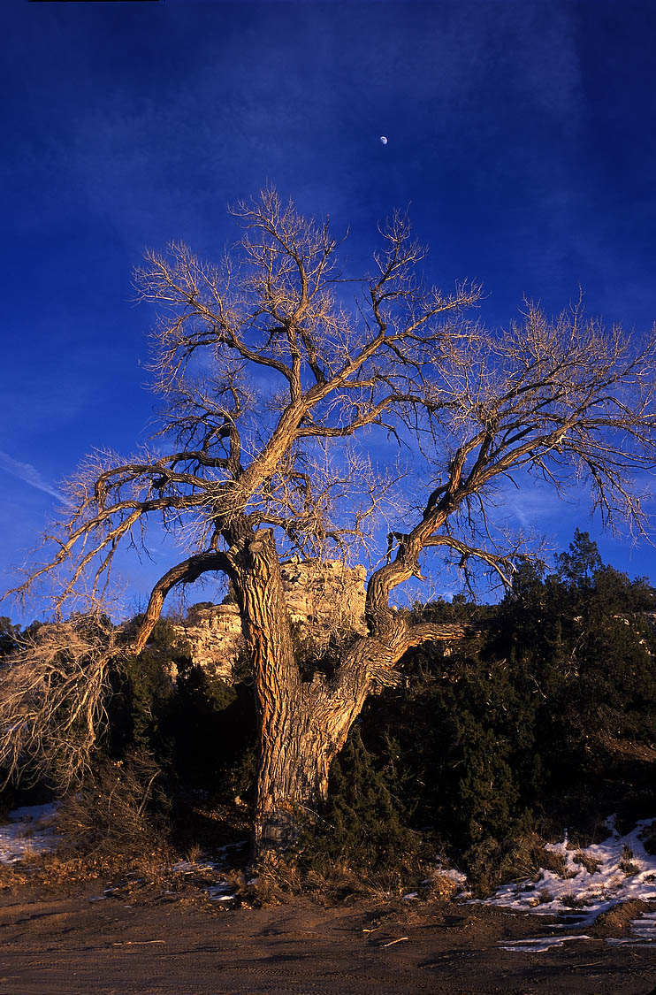 Ojo Caliente Tree