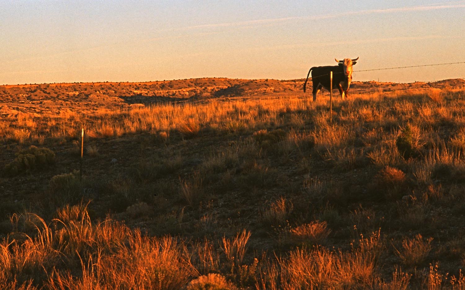 Bull on Horizon