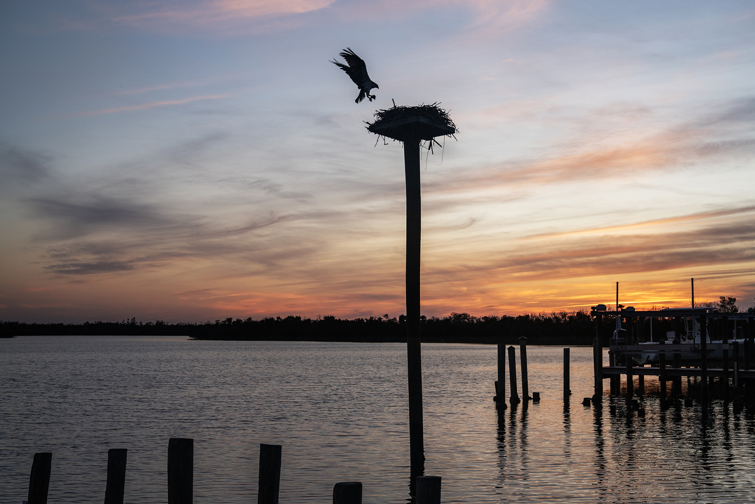 Osprey on Pine Island, FL #2
