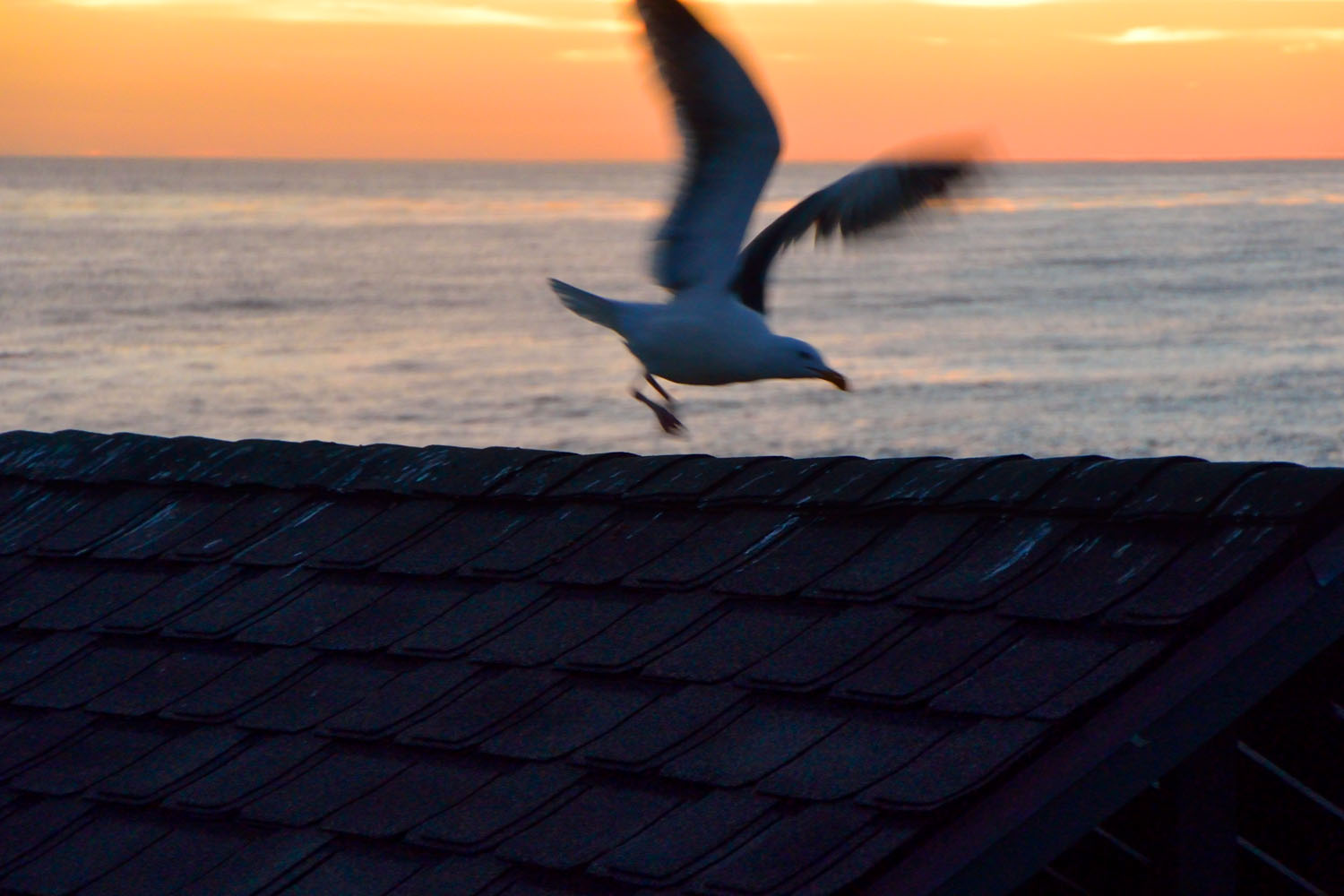 La Jolla 01